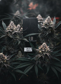 Thumbnail for Black Afgano Nasomatto